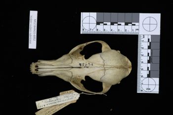 Media type: image;   Mammalogy BANGS-6952 Description: Image of skeleton specimen - dorsal view. dorsal view of skull.;
